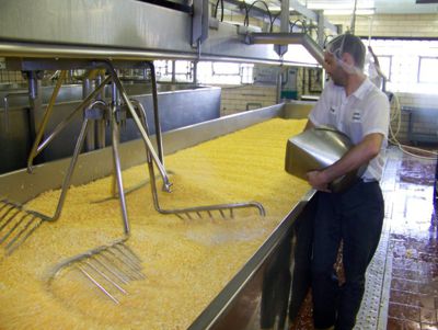 Watch cheese being made